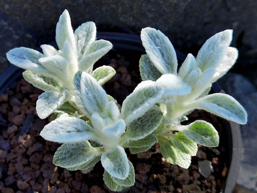 Stachys horvaticii